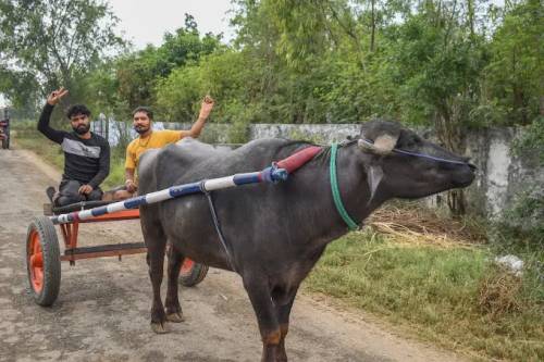 Farm with Village Life in Delhi